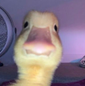 Meet your Posher, Ava